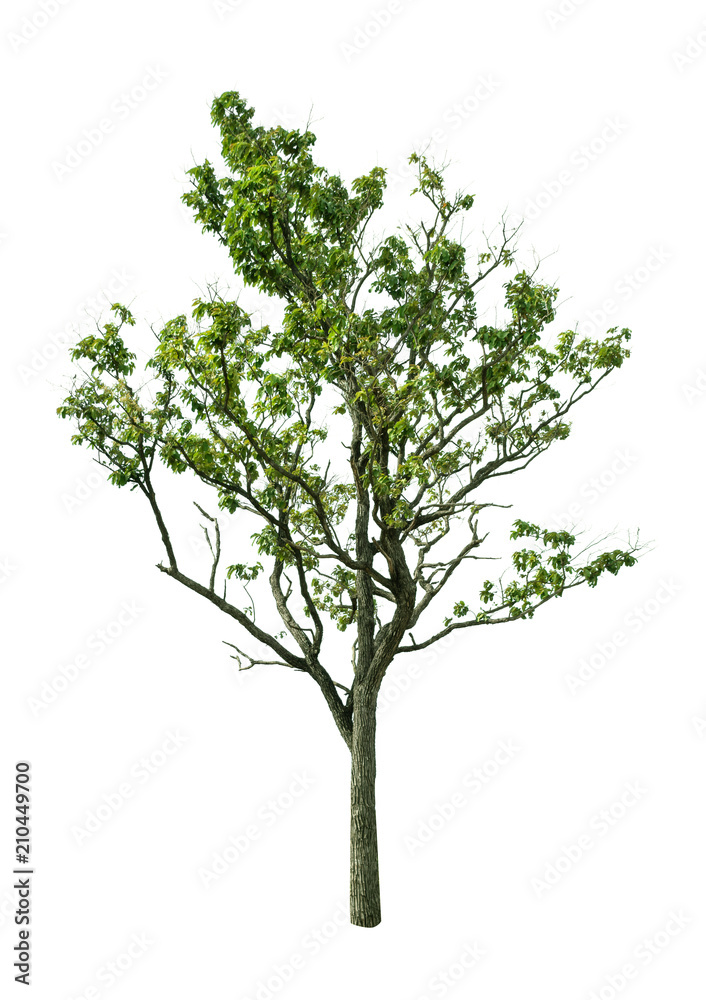 Isolated Tree on white background ,Suitable for use in landscap design, Tree from thailand, Asia