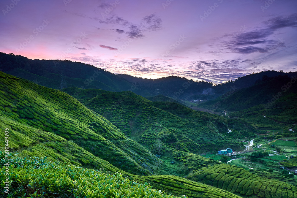 Cameron Highlands Tea Plantation Cameron Highlands Tea Plantation