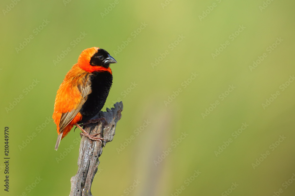 The southern red bishop or red bishop (Euplectes orix) sitting on the branch with green background. Red passerine at courtship.