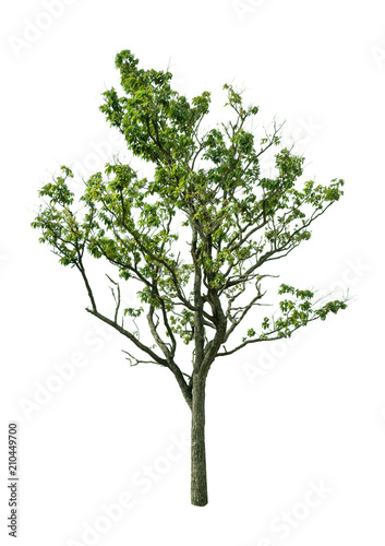 Isolated Tree on white background ,Suitable for use in landscap design, Tree from thailand, Asia