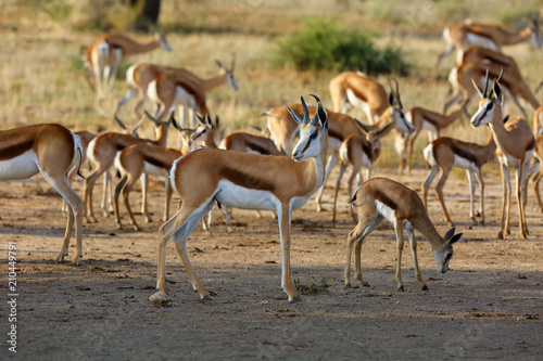 The springbok (Antidorcas marsupialis) an herd of antelope runs in the desert. Antelopes on the sand.