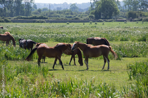 chevaux en normandie
