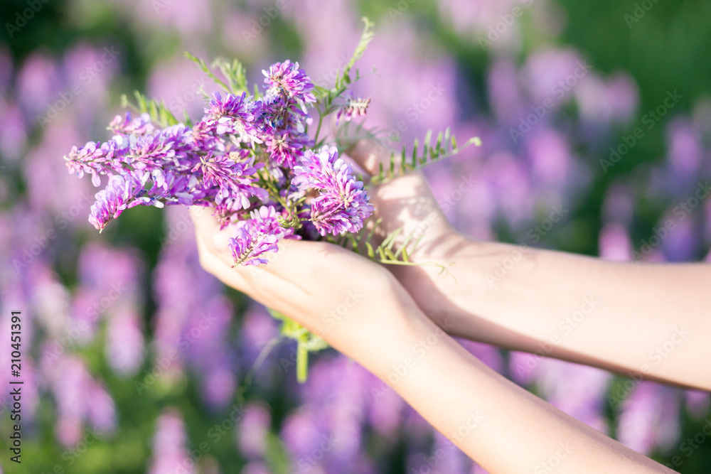 soft focus on field colors of violet soft focus on field colors of violet