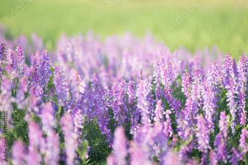 soft focus on field colors of violet