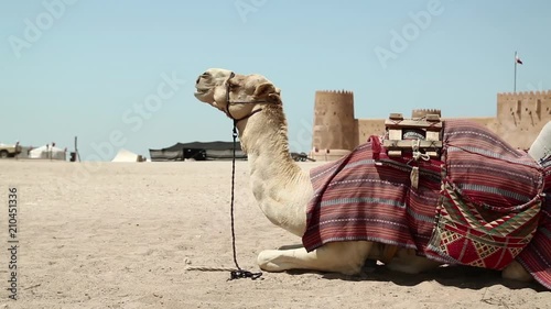 Camels near Al Zubara Fort or Al Zubarah Fort - historic Qatari military fortress built in the time of Sheikh Abdullah bin Jassim Al Thani in 1938, Persian Gulf, Arabian Peninsula photo