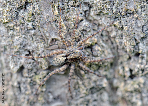 Natural closeup macro of Polish wolf spider on wooden background. Pardosa Spp