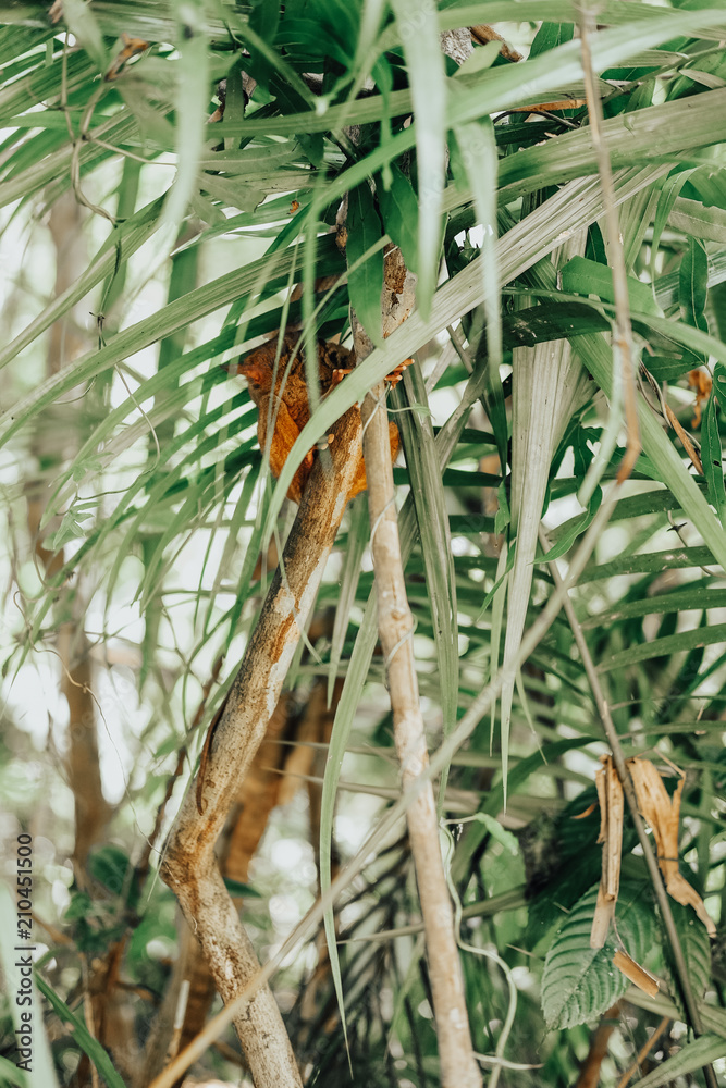 Obraz premium Tarsier Bohol Jungle