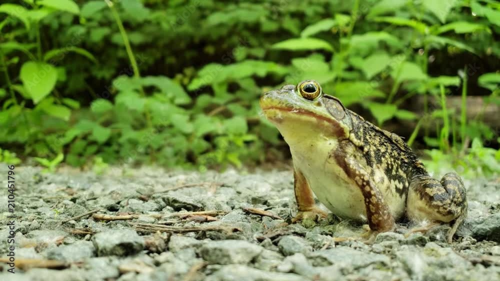 Close up shot of an American bullfrog in its natural habitat Close up shot of an American bullfrog in its natural habitat
