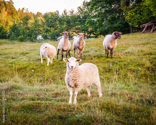 sheep army sweden