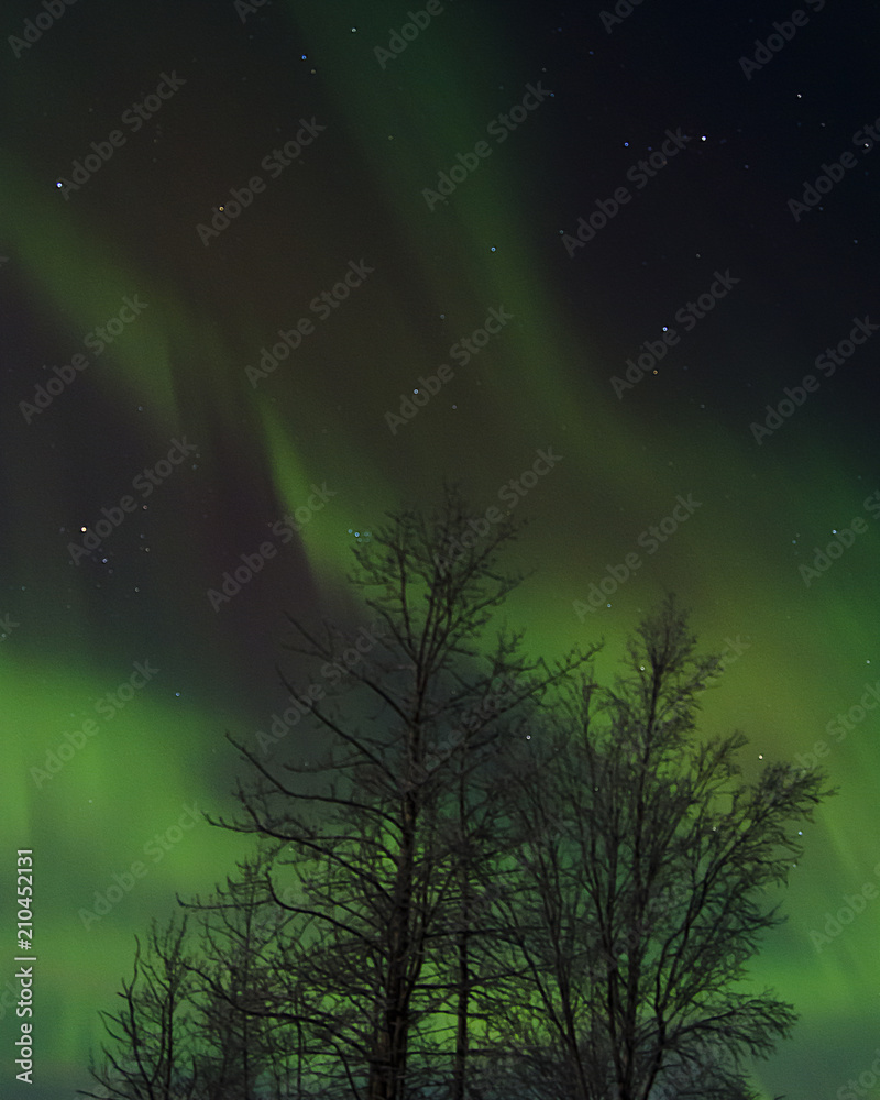 Northern Lights Tree
