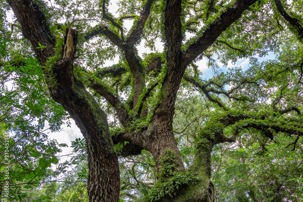 Live oak (Quercus virginiana) intertwined tree limbs, branches covered with resurrection fern (Pleopeltis polypodioides) against sky in forest - Long Key Natural Area, Davie, Florida, USA Live oak (Quercus virginiana) intertwined tree limbs, branches covered with resurrection fern (Pleopeltis polypodioides) against sky in forest - Long Key Natural Area, Davie, Florida, USA