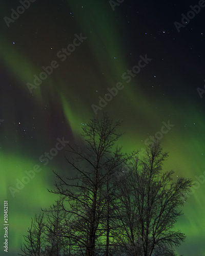 Northern Lights Tree © Curtis