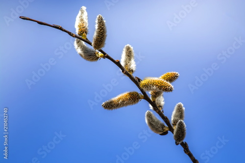 Pussy willows