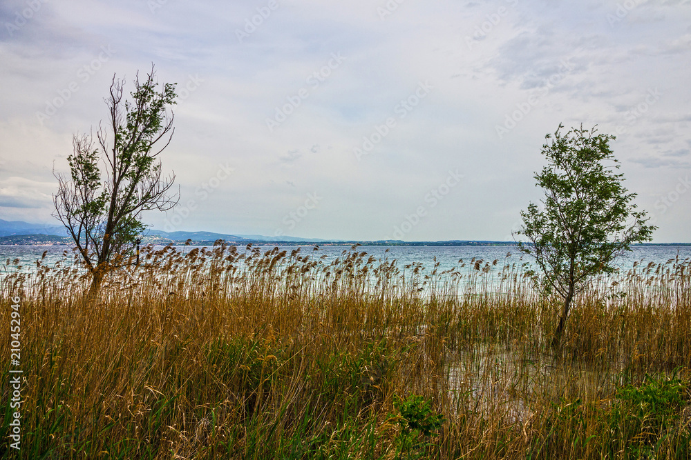 Garda lake, Italy. Cane landscape, Lombardy, Sirmione