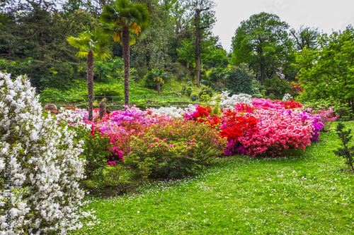 Fototapeta Naklejka Na Ścianę i Meble -  Villa Taranto. Spring blossoming rhododendrons in botanical garden, Stresa, Italy, Lombardy