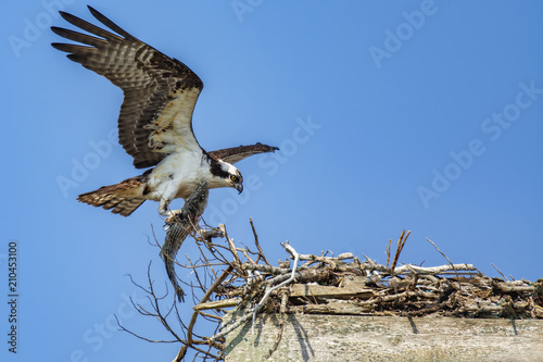 osprey with striped bass