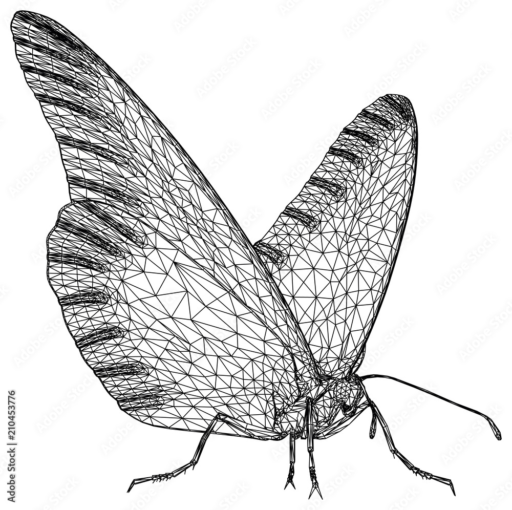 Butterfly polygonal lines illustration. Abstract vector butterfly on the white background Butterfly polygonal lines illustration. Abstract vector butterfly on the white background