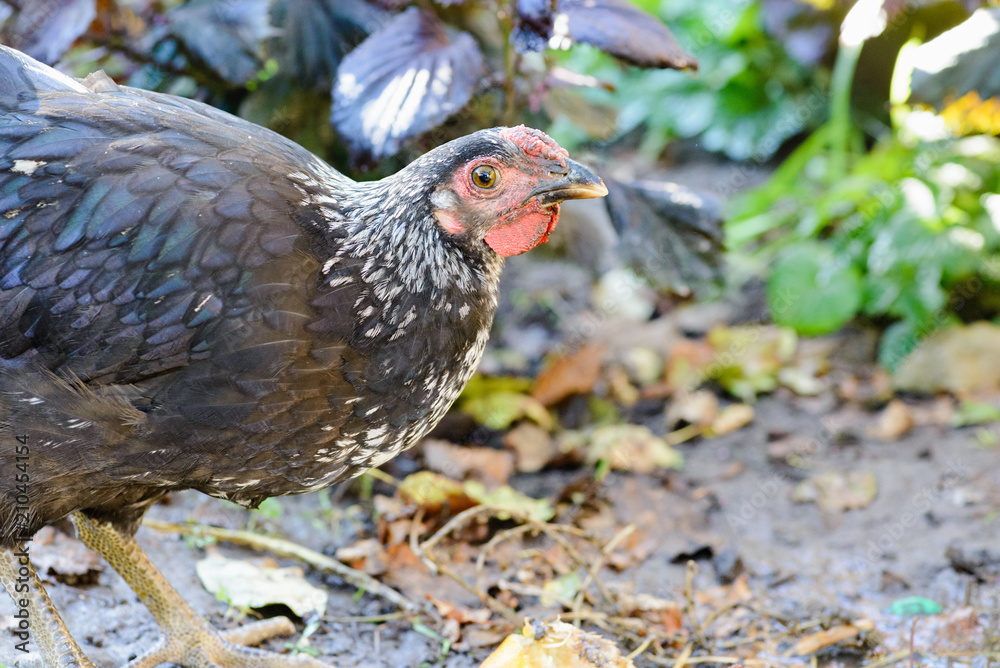 Fototapeta premium home chicks in the yard