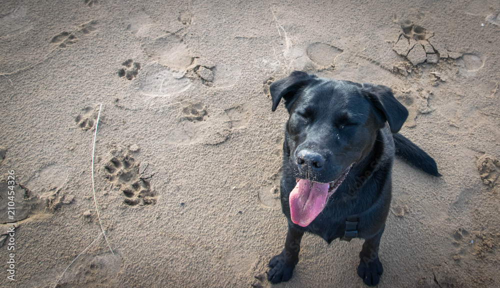 Happy black labrador sticking tongue out on the beach Happy black labrador sticking tongue out on the beach