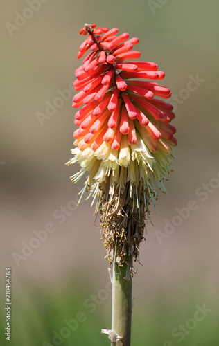 Flower of Kniphofia uvaria or torch lily in garden photo