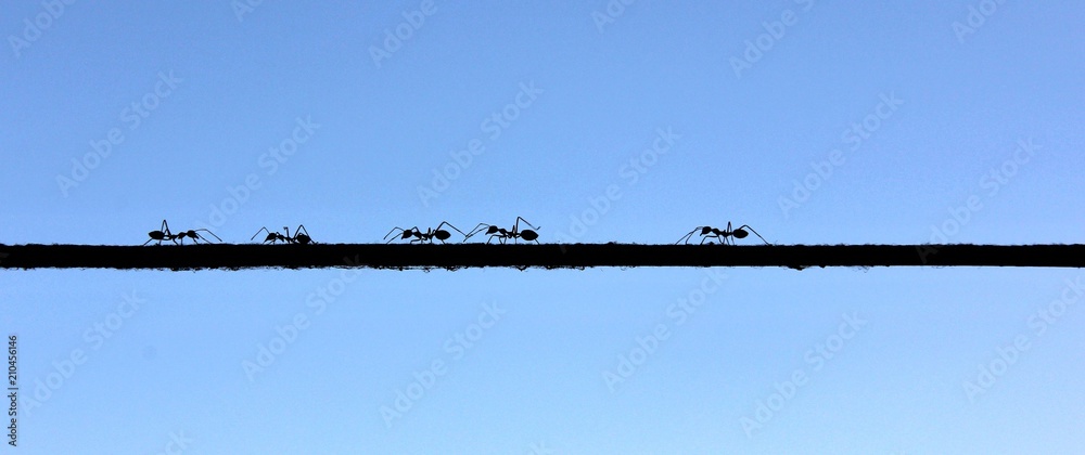 Ants walking on a rope Ants walking on a rope