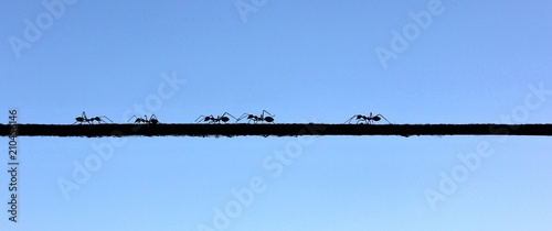 Ants walking on a rope