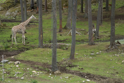 Canvas Print Giraffe