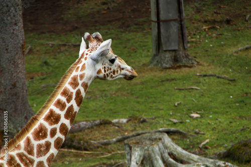 Photography Giraffe