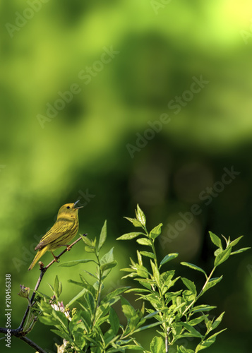 Warbler singing