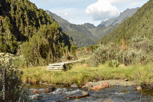 A footpath against a Mountain background in the Bujuku Valley, Rwenzori Mountains, Uganda photo