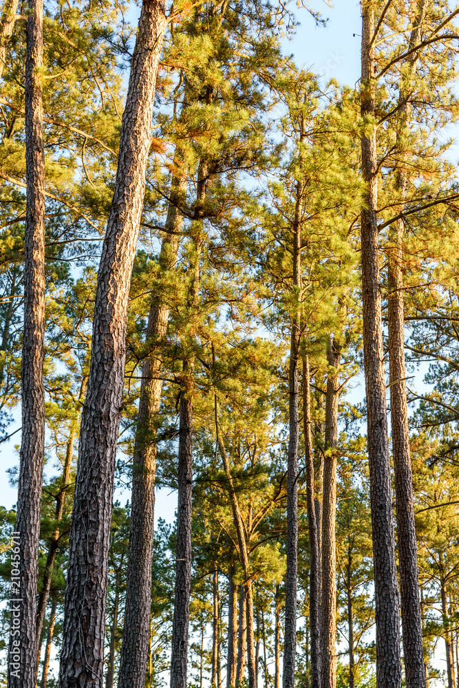 Fototapeta premium LostPinesTexasSunset3