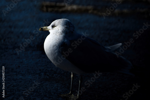 seagull in the spot light