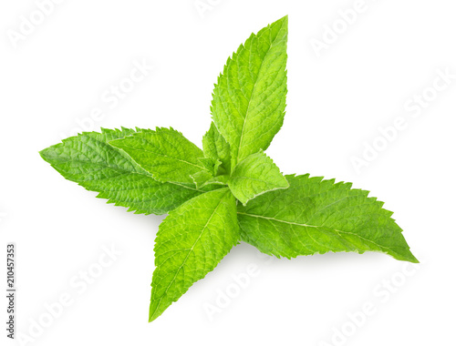 Fresh mint isolated on white background with clipping path