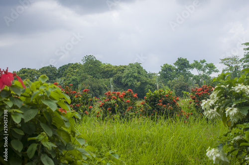 Laddscape Photo of Flower Garden