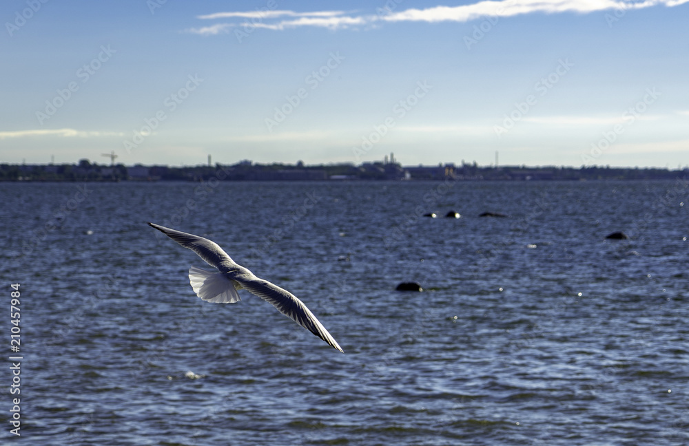 Naklejka premium Seagull on Baltic sea