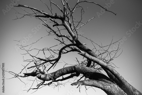 Trees in Black and White