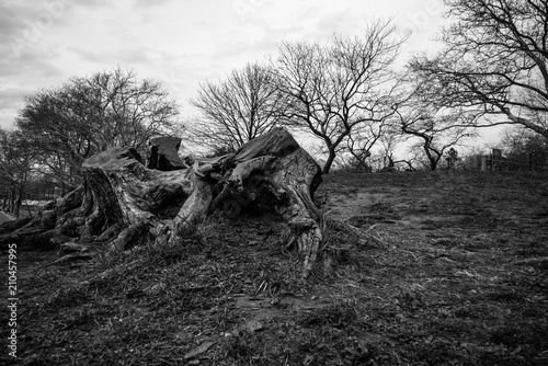Trees in Black and White
