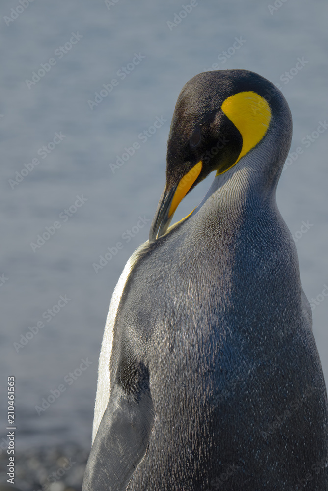 Naklejka premium King Penguin, South Georgia Island, Antarctic