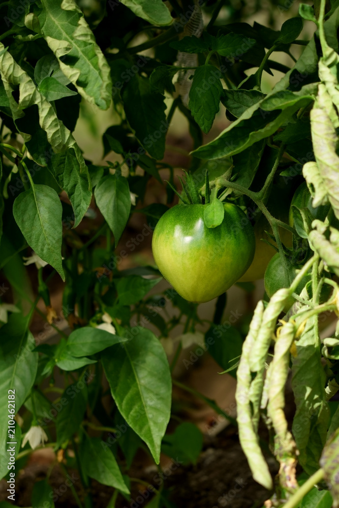 Green tomato is ripening on a branch under the sun rays Green tomato is ripening on a branch under the sun rays