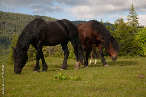 Grazing brown and chestnut wild horses in mountains in summer sunny day