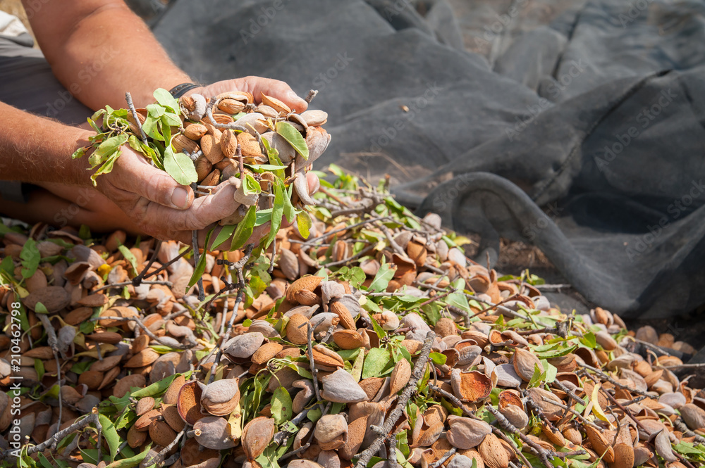 Almond harvest time in Noto, Sicily
