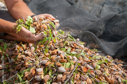 Obraz na płótnie Almond harvest time in Noto, Sicily w salonie