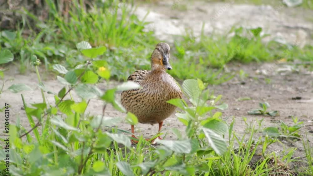 Duck female stands on the shore of the lake Duck female stands on the shore of the lake