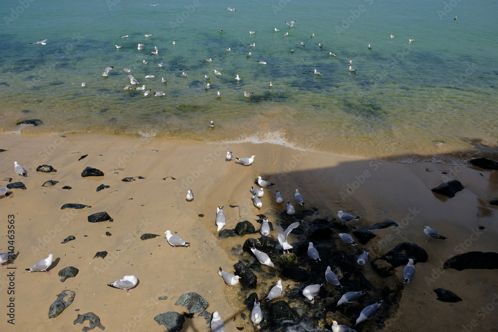Obraz premium seagulls