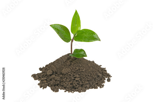 green sprout in a pile of soil on a white background