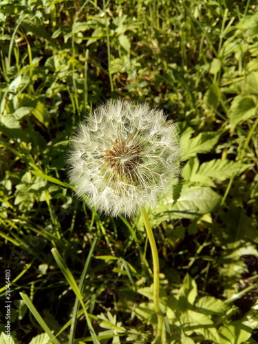 Сезон одуванчиков