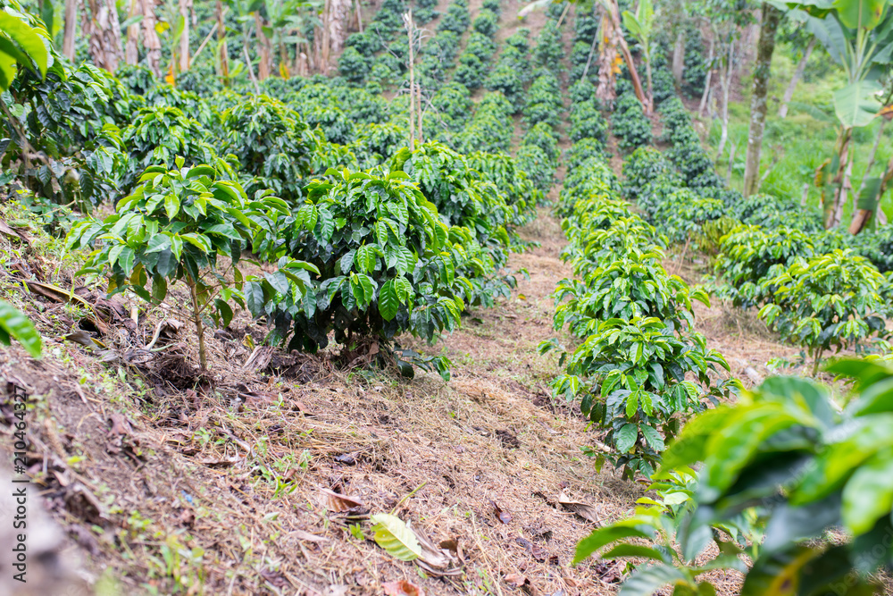Rows of coffee on a coffee plantation in Colombia Rows of coffee on a coffee plantation in Colombia