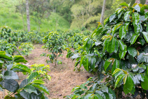 Rows of coffee on a coffee plantation in Colombia