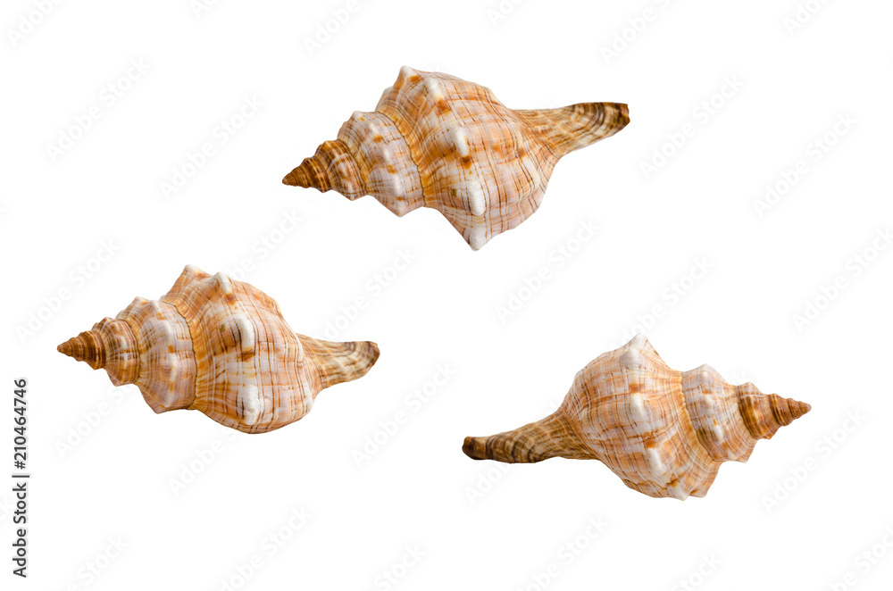Sea shell sen from different angles, isolated on white Sea shell sen from different angles, isolated on white