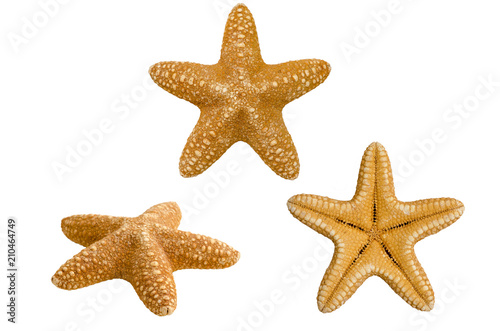 Starfish isolated on white, seen from different angles